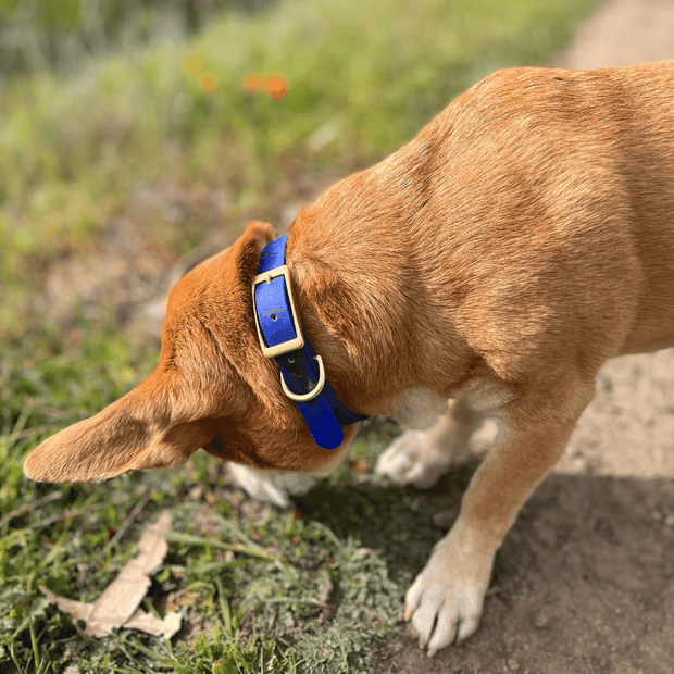 首輪 - 1 カラー – HIGH TAIL HIKES JAPAN